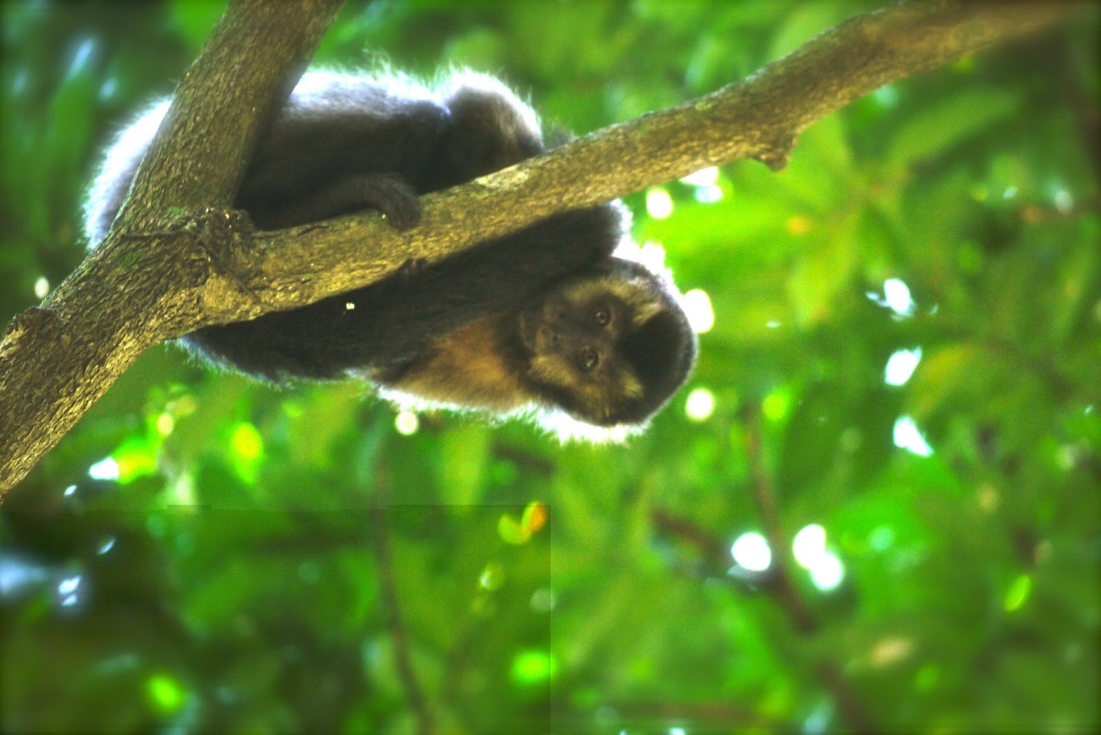 Alone with my tea: Monkeys in Rio