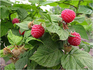 Raspberries for flavoring Requiem Raspberry