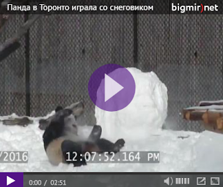  В Сети показали, как панда со снеговиком боролась