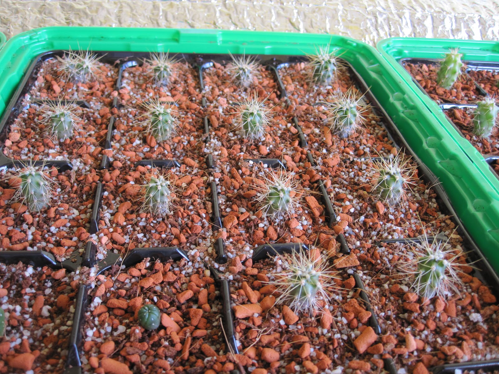 Gypscoprotheres: Saguaro seedlings (Carnegiea gigantea)