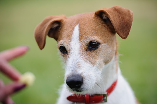 A Parson Russell Terrier being trained with treats