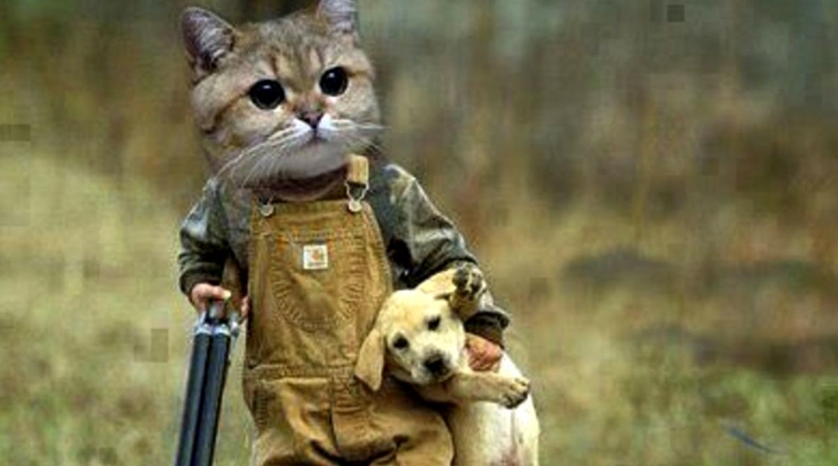 Funny Pictures Cats Vs Dogs Wallpapers Gallery