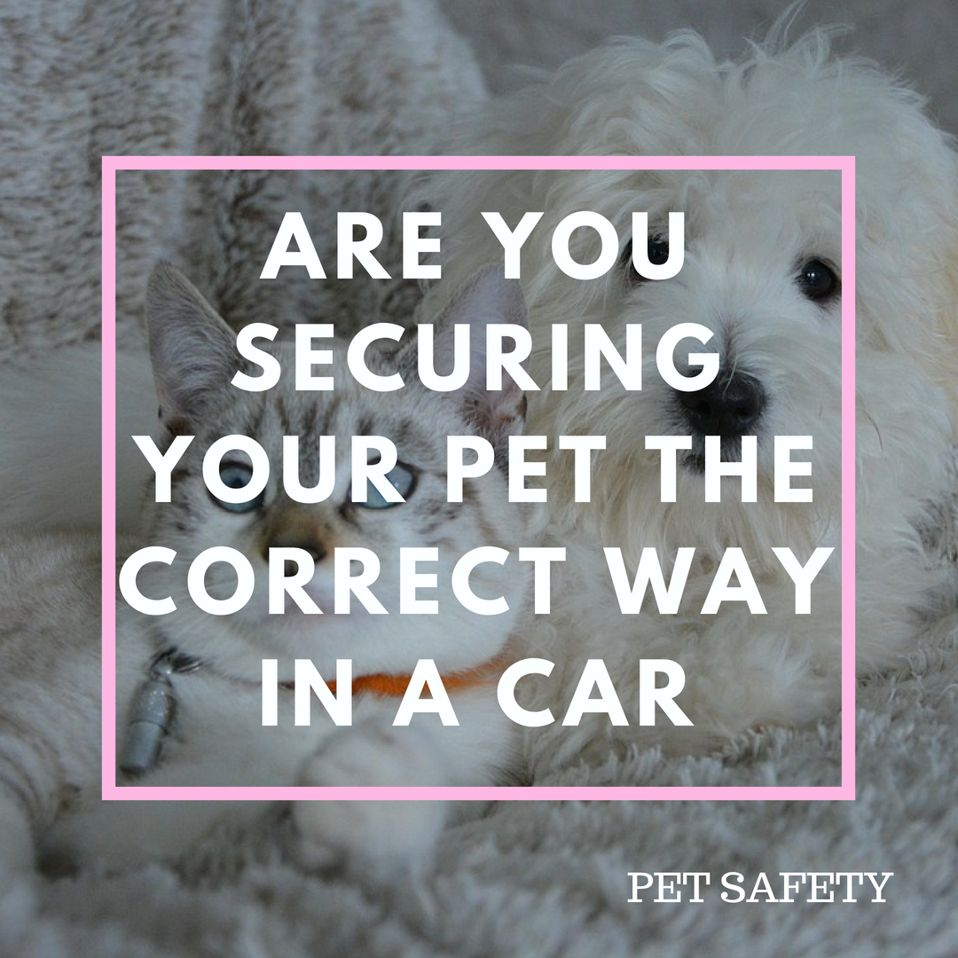 Safety In The Car For Our Pets Views and More