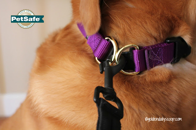 PetSafe KeepSafe Break-away Collar Safety Awareness collar safety awareness for dogs