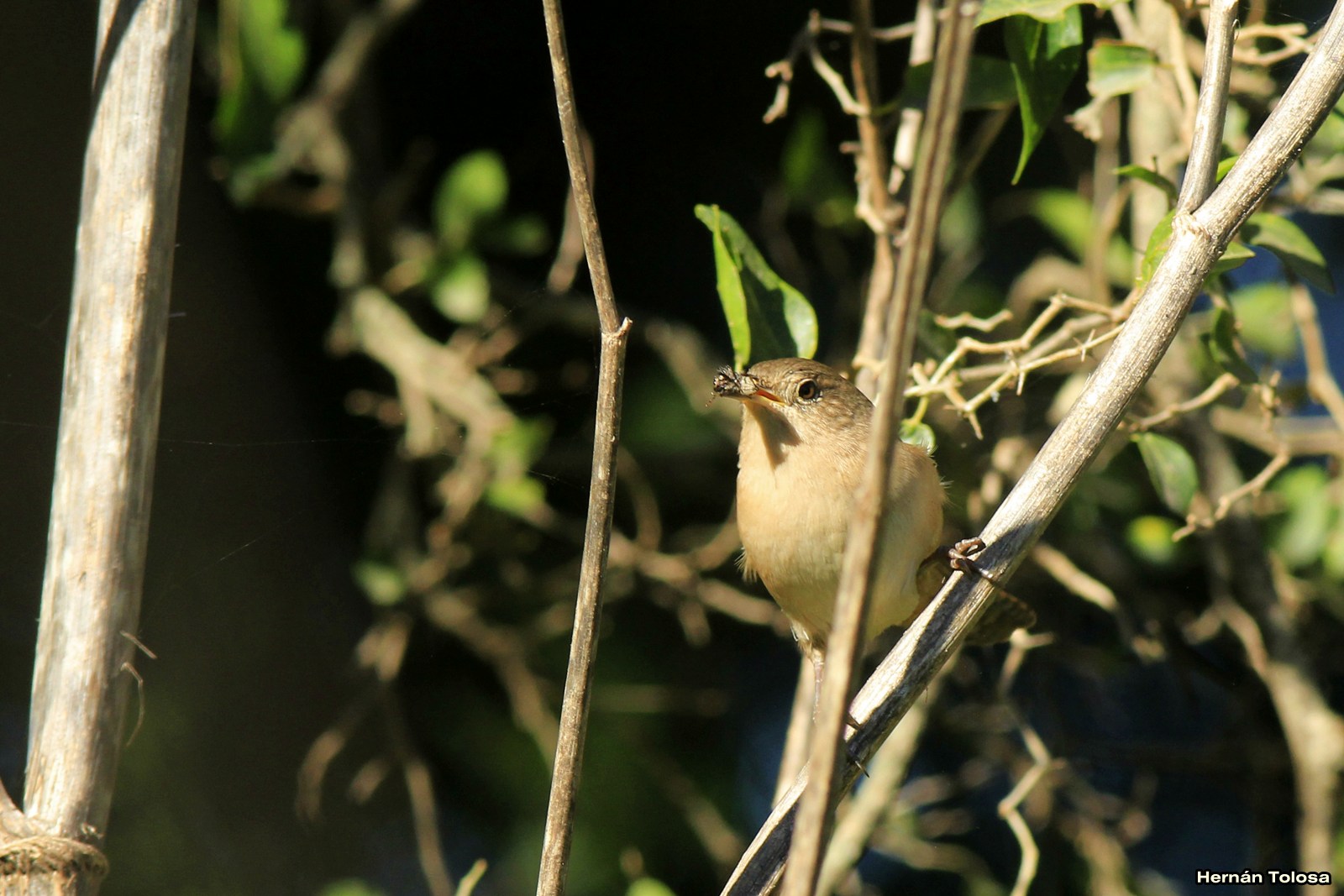 Aves Bonaerenses: Ratuchita del Rosario