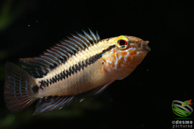 Apistogramma sp. unibrow