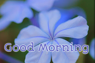 good morning good morning