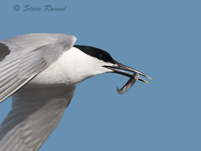 sandwich tern, seabird, bird, nature, wildlife