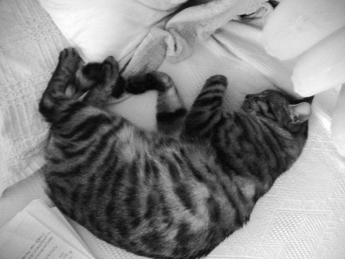 Aptal Insan. Pansız Sabahlar