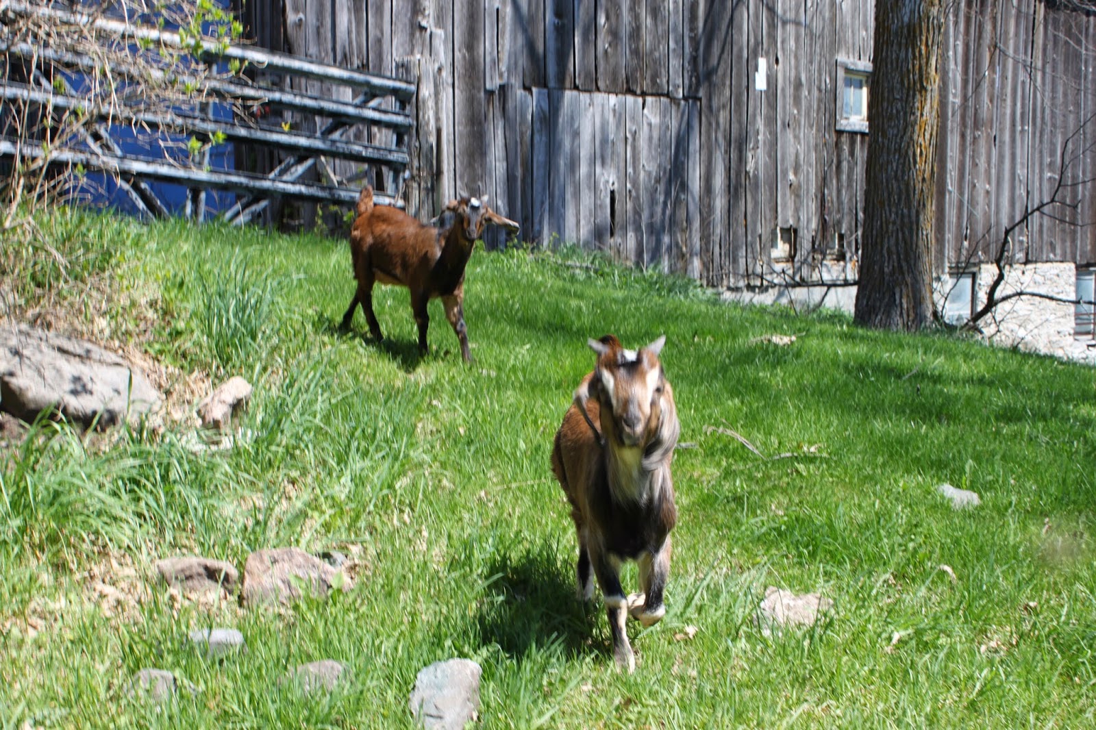 Simpson Eco Farms Nubian goats Ontario, Canada. Meet Nabob and Mocha