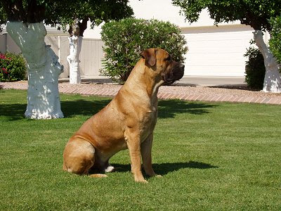 African Boerboels | Informasi Kesehatan Terbaru HEALTHY PET Better ...