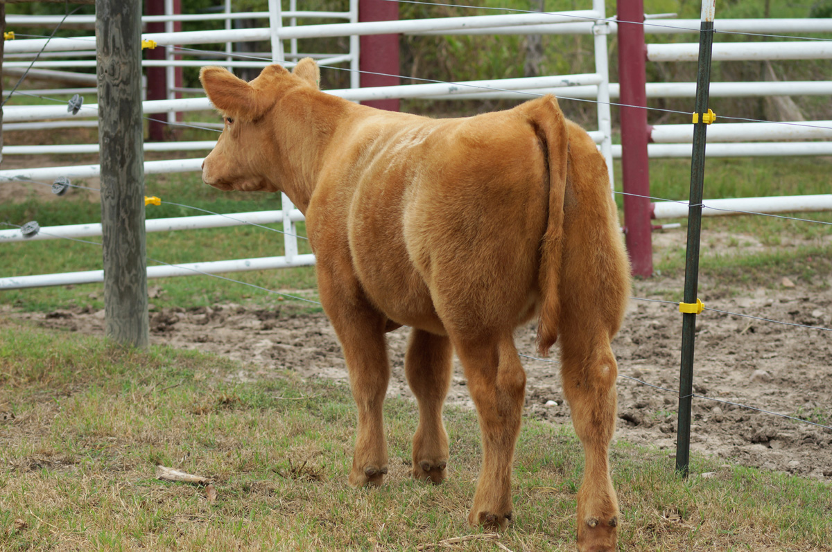Skinner Cattle Co Calves For Sale!