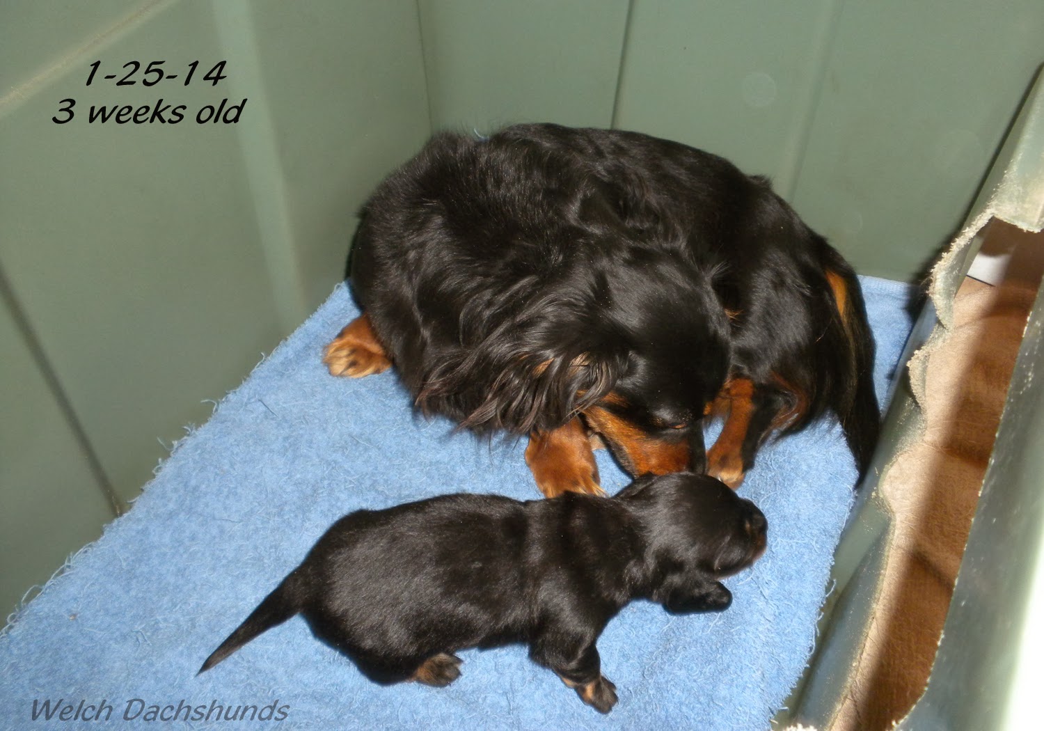 Welch Dachshunds: Whitney & her 3 week old puppy