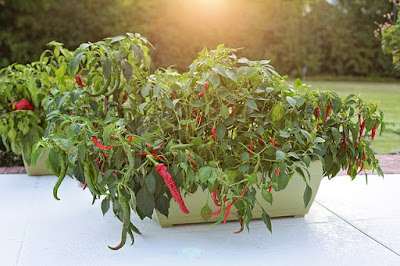 Potted healthy pepper plant sprawling over sides