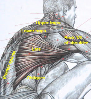 Graceful Movement: Understanding the muscles of your back