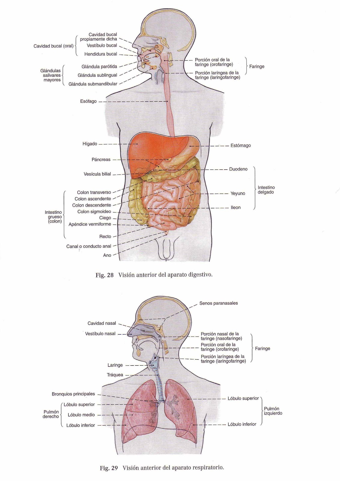 Sistema Digestivo Sistema Respiratorio Sistema Circulatorio Kulturaupice Porn Sex Picture