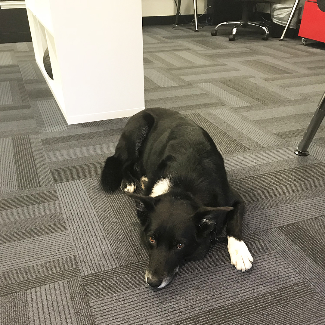 Pancreatitis In Dogs Causes Signs Treatment Australian Dog Lover