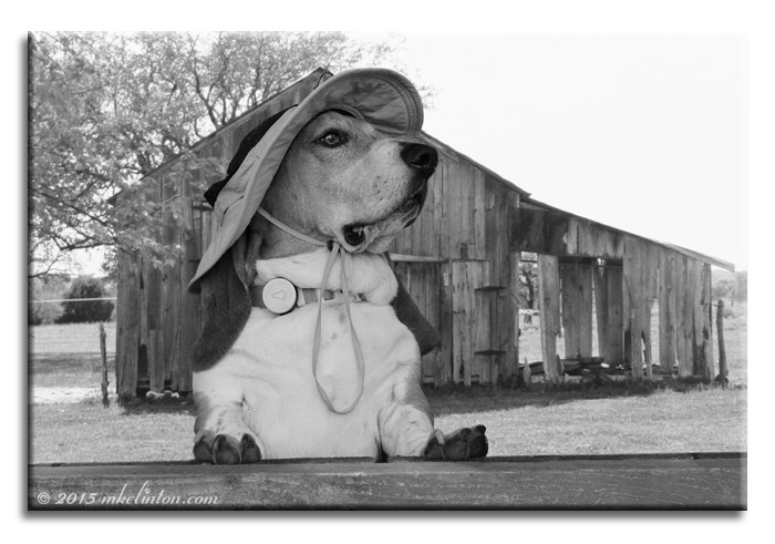 Basset Hound wearing hat by old wooden shed