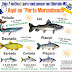 Morumbi! Olha o tamanho dos peixes que você encontra aqui no Porto Morumbi, em Eldorado-MS 