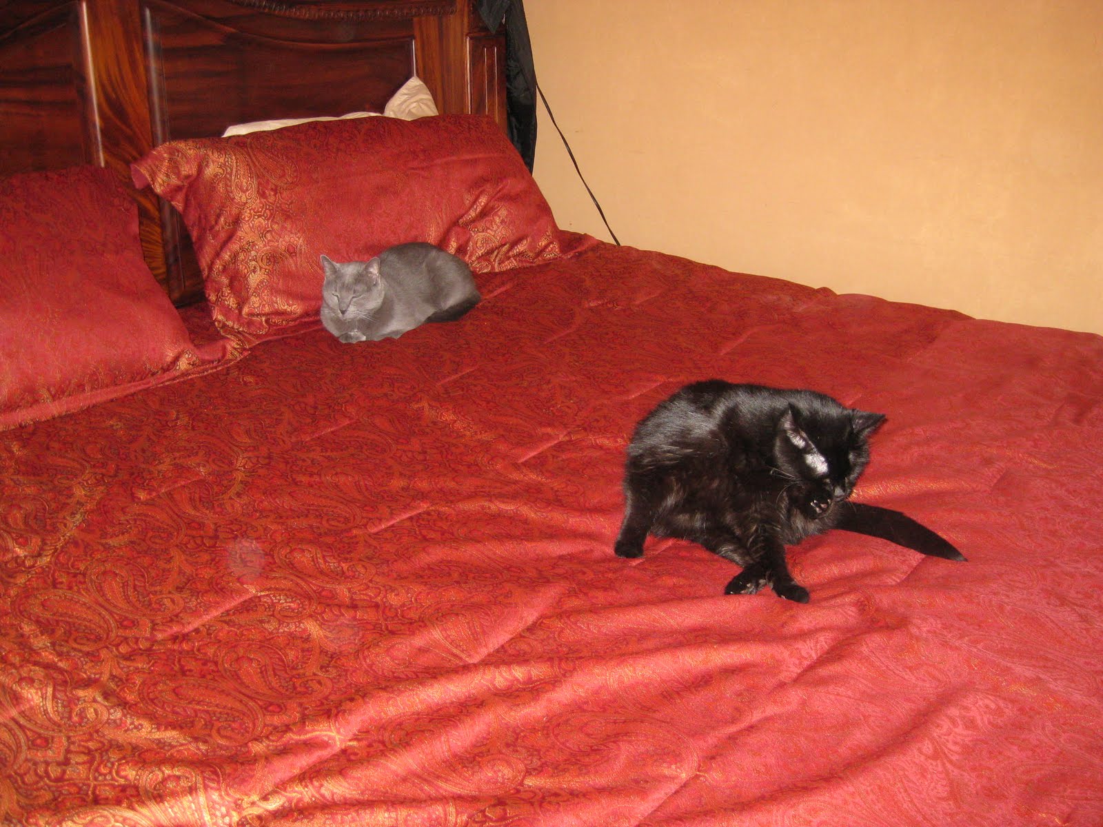 Costa Rica Blogging Bringing My Cats to Costa Rica