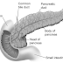 Everything About The Pancreas