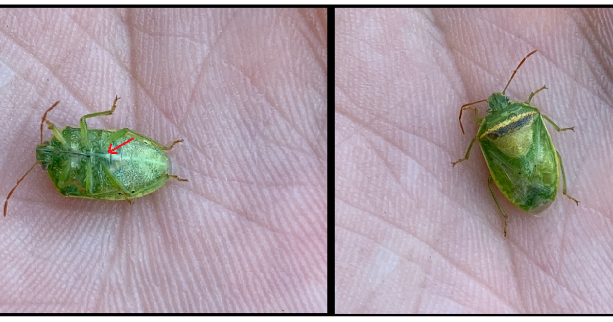 Alabama Insect Blog RedBanded Stink Bug Found in Central Alabama