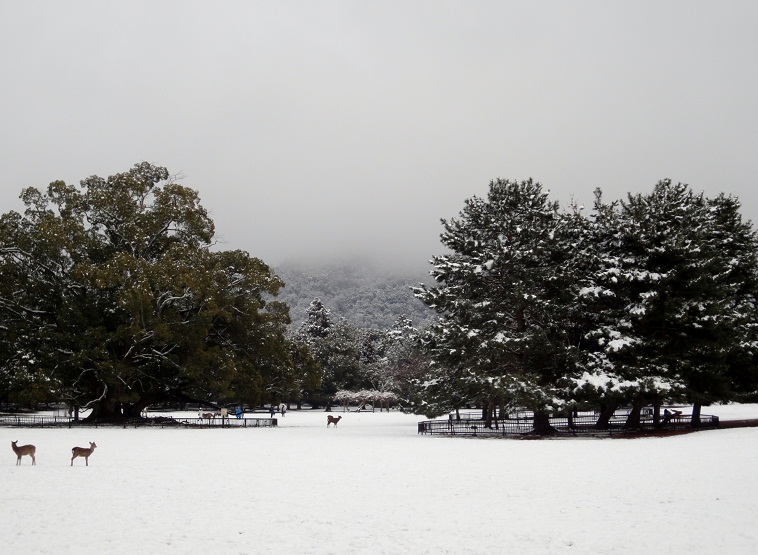 Stardust Talk A snow day in Nara Park