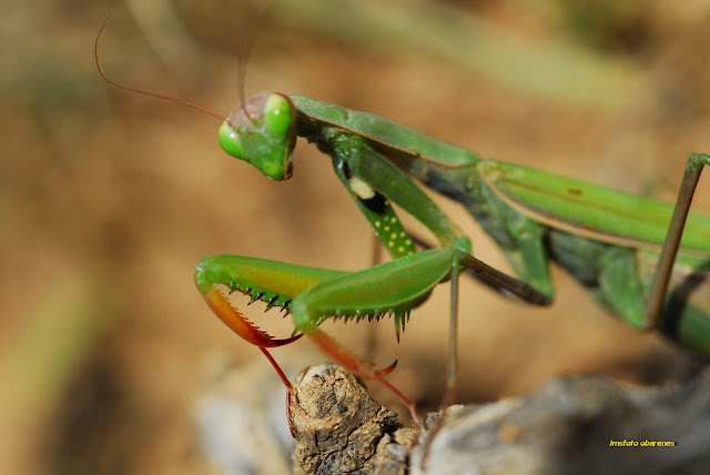 MONTES OBARENES ENTORNO Y VIDA: Mantis religiosa