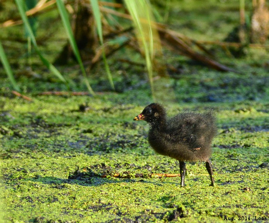 Loes Willebrand: Vockestaert en Kandelaar