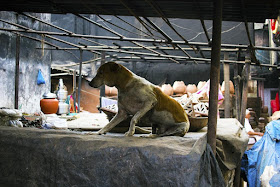 dog, waking up, kumbharwada, dharavi, mumbai, india, morning, street, street photo, street photography, 