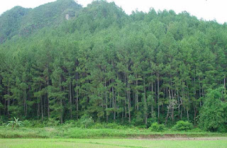 Pengaruh Hutan Pinus Terhadap Persediaan Air