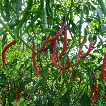 Klasifikasi Tanaman Cabe Keriting Klasifikasi Tanaman 