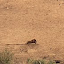 Бягството на годината: брадавичесто прасе се измъква на 7 лъвици (видео)