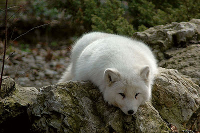 Arctic fox | The Life of Animals