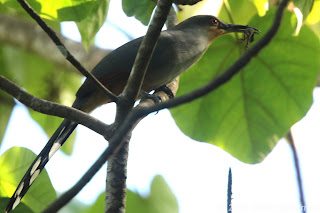 Hispaniolan Lizard-Cuckoo