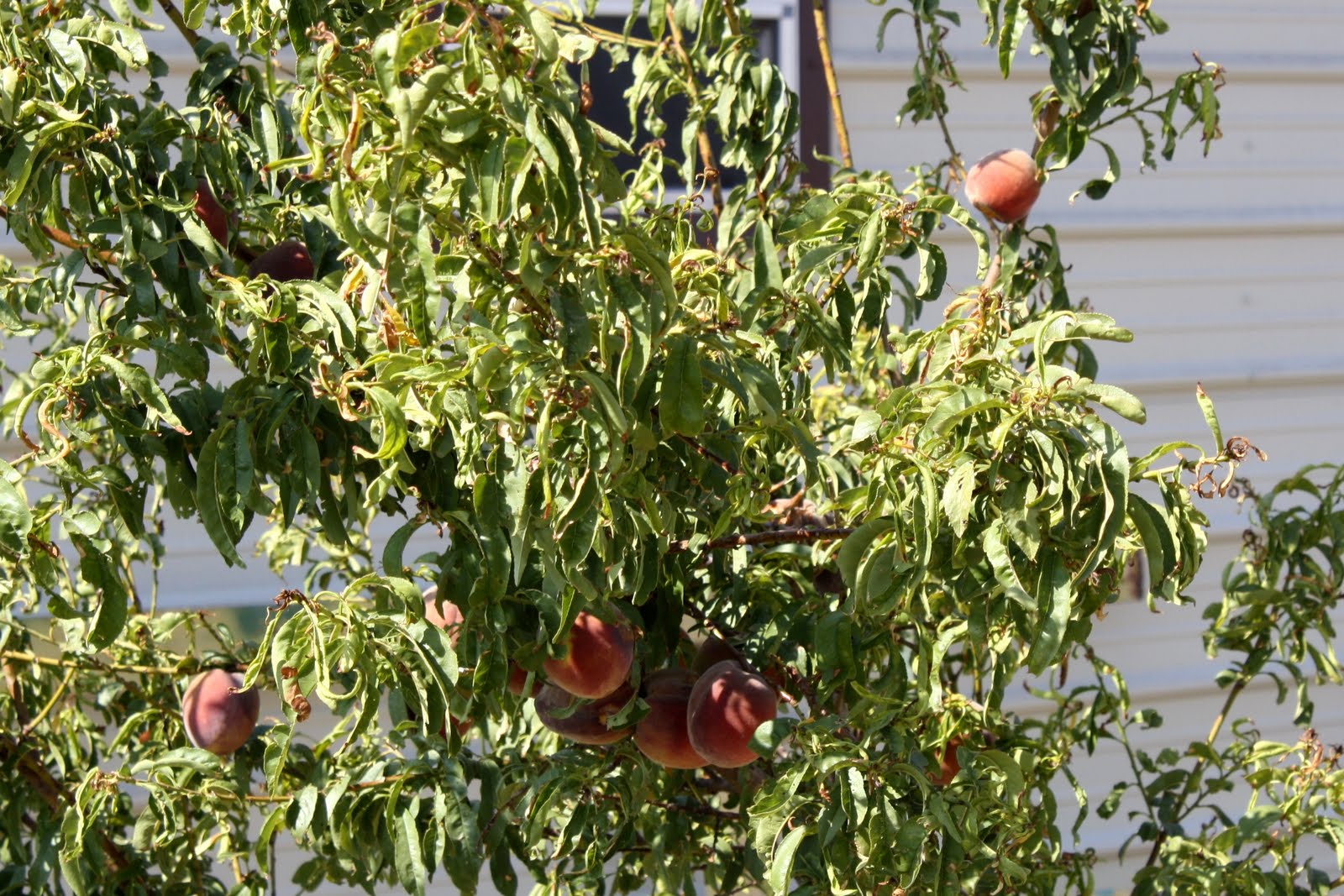 Myanderings Peacheaters!