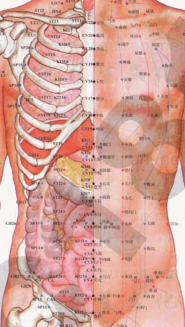 乳中穴位 | 乳中穴痛位置 - 穴道按摩經絡圖解 | Source:zhentuiyixue.com