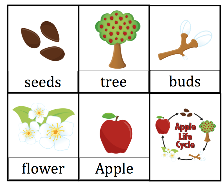 Apple Life Cycle Printable Preschool Printables