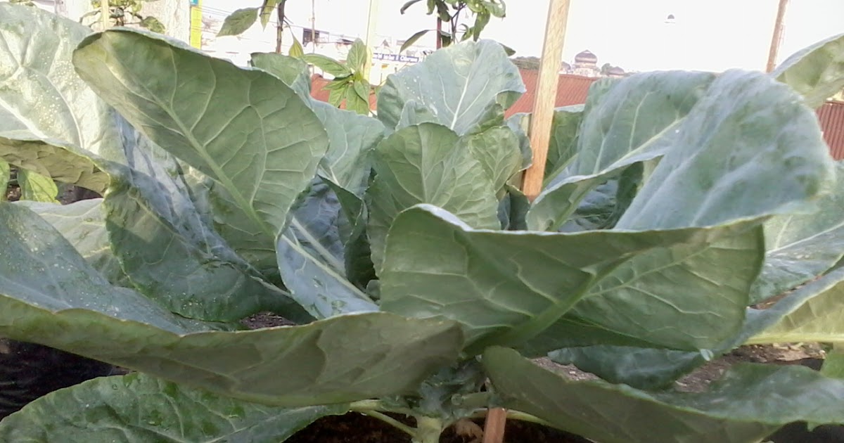 Morfologi Tanaman Bunga Kol