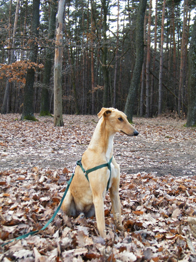 2012_0228hunor0097.png