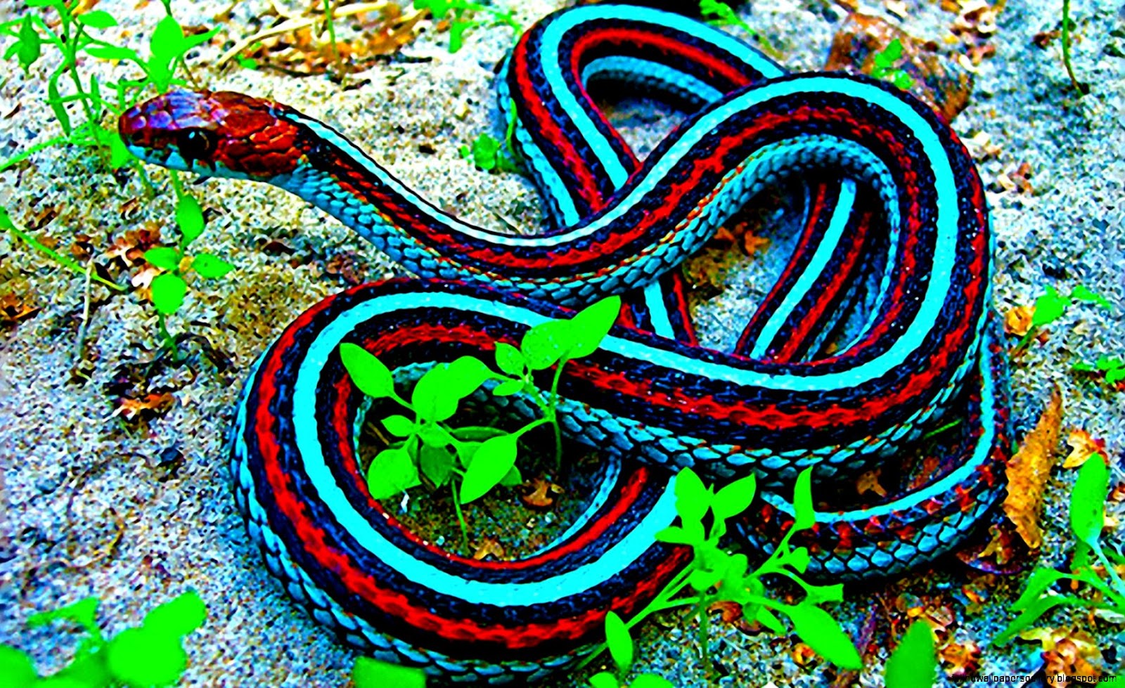 Blue Red Sided Garter Snake