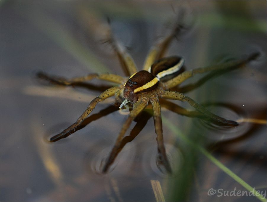 wilde perspektiven Im Wald der tausend Gerandeten Jagdspinnen