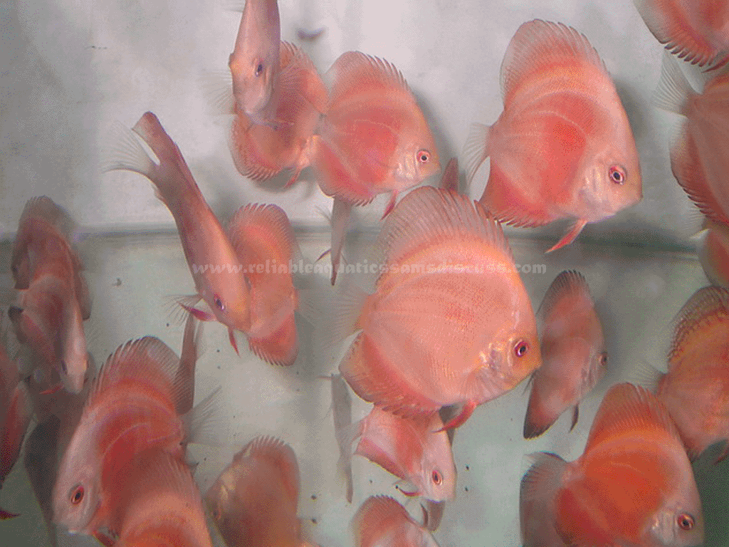 discus, flowerhorn, discus fish food, discus fish breeder, best discus