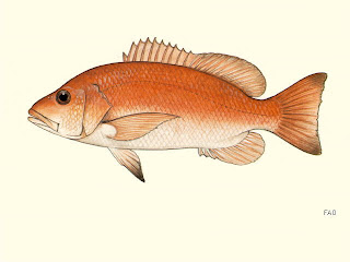 pargo colorado africano Lutjanus agennes