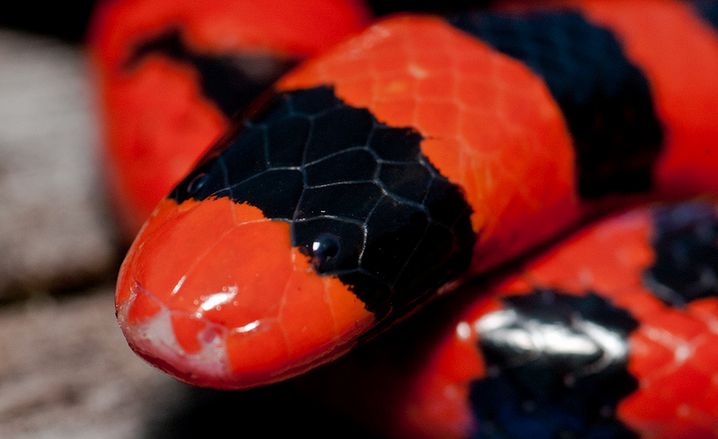Stock photo of Coral pipe snake (Anilius scytale) Iwokrama, Guyana.  Available for sale on