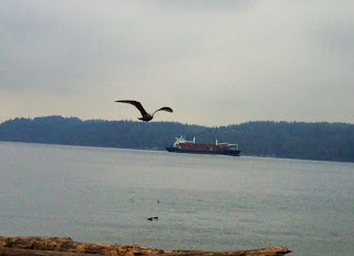 ship+and+bird.JPG