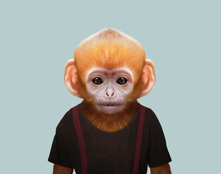 36 Adorable Portraits Of Baby Animals Dressed Like Humans 36 Adorable Portraits Of Baby Animals Dressed Like Humans