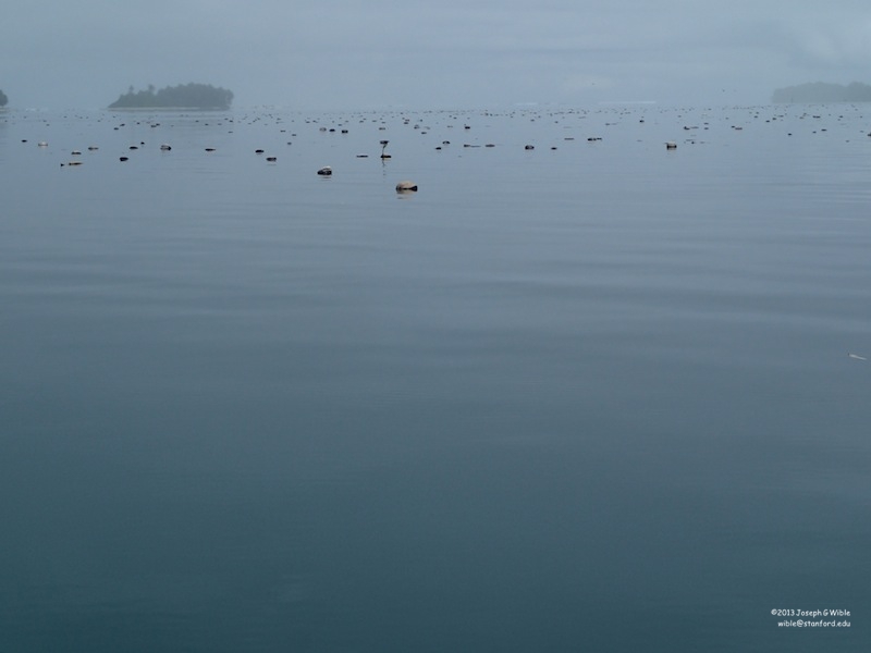Librarian on Palmyra Atoll: A Terrestrial Day with Coconuts