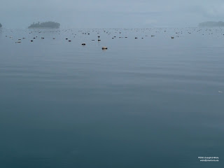 Librarian on Palmyra Atoll: A Terrestrial Day with Coconuts