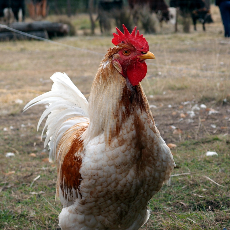 eight acres: raising chickens for meat